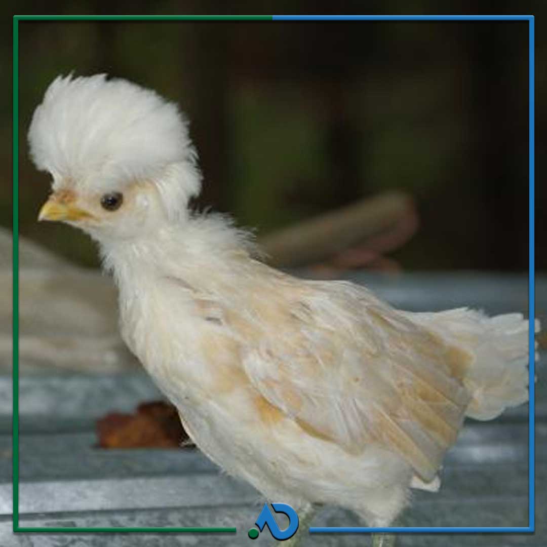Buff Laced Polish Hen Chicks For Sale